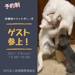 子猫&中猫のお見合い会