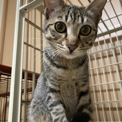 「子猫&中猫　お見合い会　in かぎしっぽ」サムネイル2