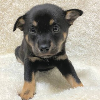 ニーナちゃん☆1.5ヶ月☆中型犬子犬
