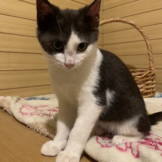 【ミドレンジャー】おかげさまで里親様が決まりました