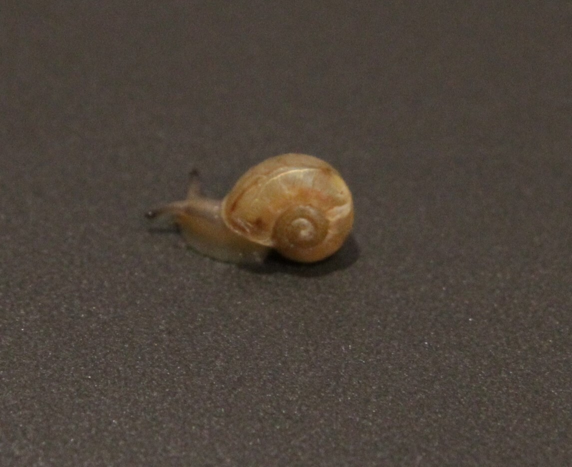 かたつむり ヒダリマキマ 神奈川県 爬虫類 他の里親募集 ペットのおうち 月間利用者150万人 かたつむり ヒダリマキマ 神奈川県 爬虫類 他の里親募集 ペットのおうち 月間利用者150万人