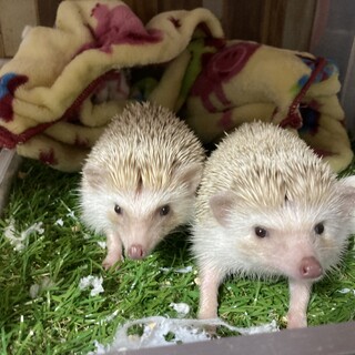 生後8ヶ月♀姉妹ハリネズミ