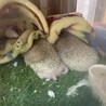 生後8ヶ月♀姉妹ハリネズミ サムネイル2