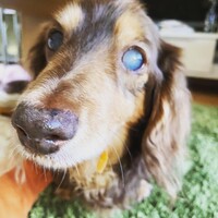 コナ