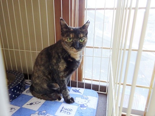 口に釣り針が刺さっていま 兵庫県 猫の里親募集 ペットのおうち 月間利用者150万人