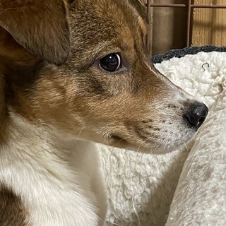 シャイな可愛い女の子の安心出来るお家を探しています
