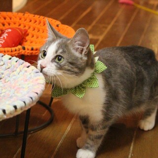 おもちゃ大好き元気なラスカル君