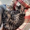 2歳半くらいになりました。コタツの側でゴロンしています。