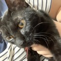 黒猫♂11ヶ月