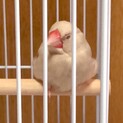 シルバー文鳥(生後半年)