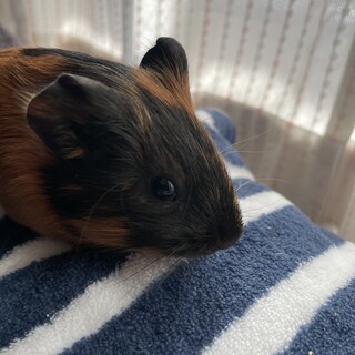 モルモット2匹の里親募集