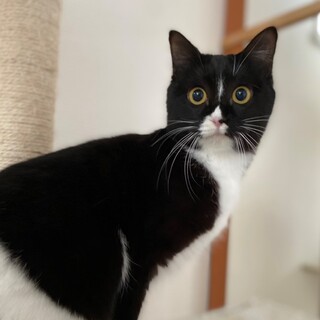 【お見合い歓迎】ジョゼちゃん