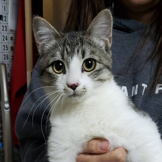 icat-M992 その名は「しぐれちゃん」♪