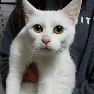 icat-M981　元気いっぱいシッポ黒ちゃん♪