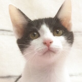 募集一時停止⭐️人気のハチワレイケニャンつくも