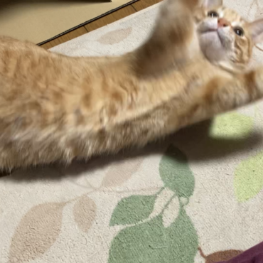 猫じゃらしを前にした躍動感