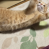 猫じゃらしを前にした躍動感
