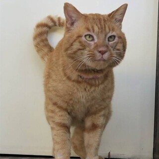 チャトラン君里親さん募集