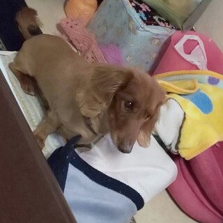 ミニチュアダックスの♂