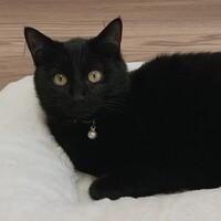 Chloé クロエ