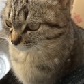 茶トラ猫さん！