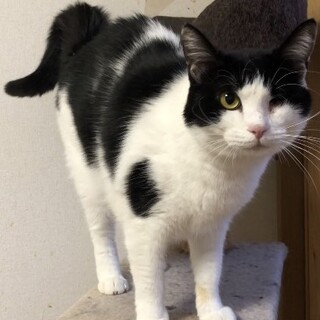 落ち着き超馴れ馴れ人気のハチワレ女子❤️こはる