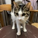 メス猫 1歳です♬︎