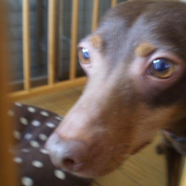 aquachopのカバー写真