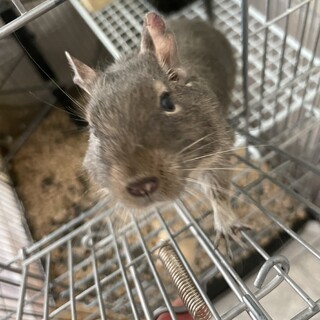 デグー1歳オス単頭飼い