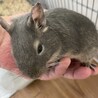 デグー1歳オス単頭飼い サムネイル2