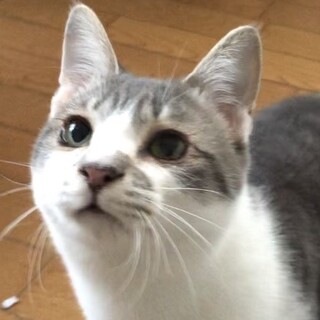 お膝乗り❗️甘え上手な可愛いグレーサバ白まさひろ