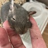 デグー1歳オス単頭飼い サムネイル3