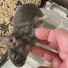 デグー1歳オス単頭飼い サムネイル4