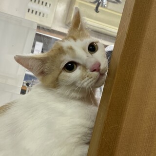 可愛い茶白の男の子♡うきょうくん