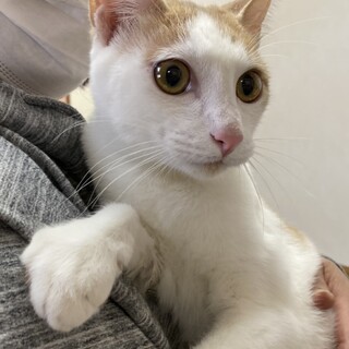 淡い茶トラの男の子♡たくまくん
