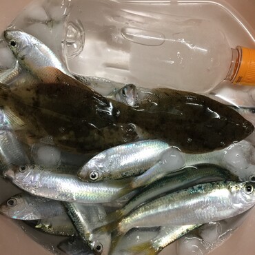 雷のカレイ2尾と真鰯2尾…サッパ25尾はママカリ漬けになりました。