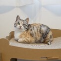 人馴れ訓練中の三毛猫姉妹