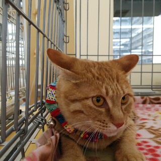 茶トラの少ない女の子シェリー3姉妹