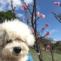 しーさー