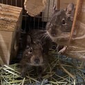 デグー２匹里親募集
