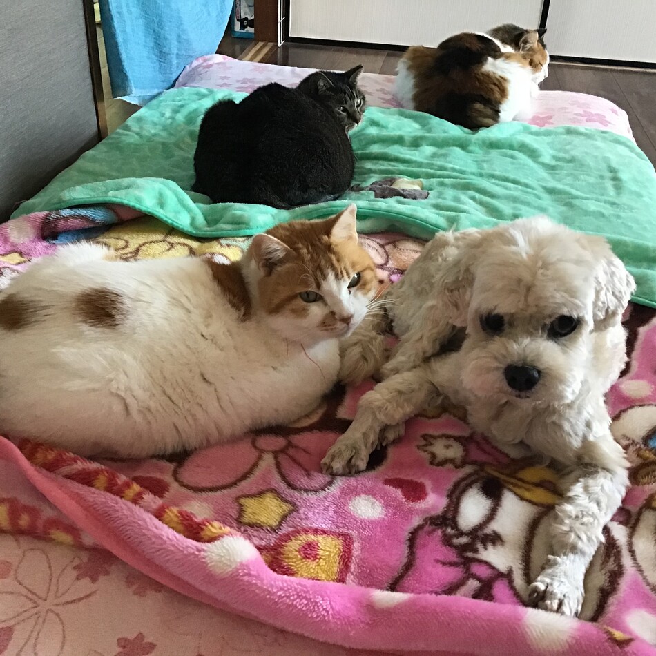 パンのカバー写真