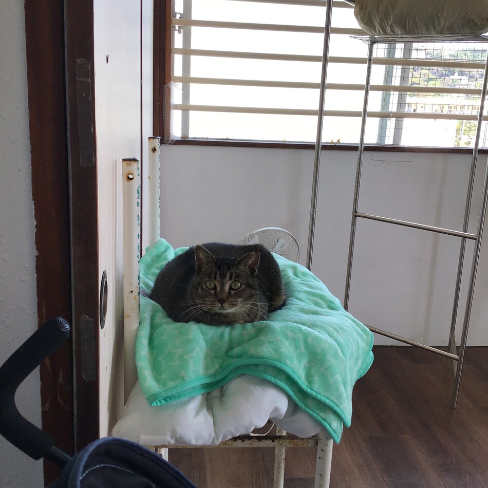 JUJUのカバー写真