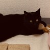 の写真