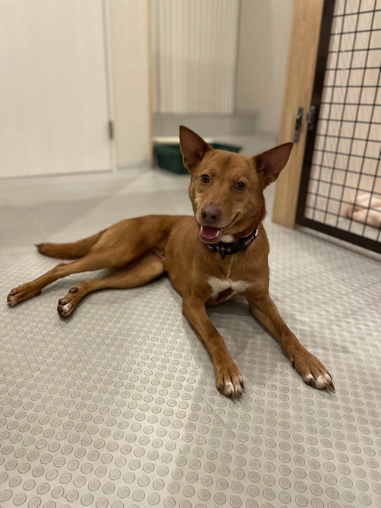 かっこかわいい系女子の 奈良県 犬の里親募集 ペットのおうち 月間利用者150万人