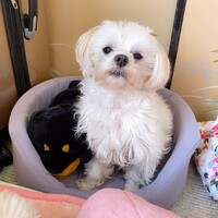 マル