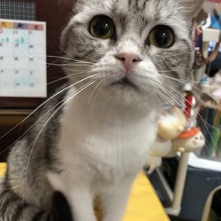 1歳のスコティッシュフォールドの女の子