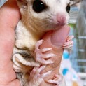 フクロモモンガ(3匹)の里親さん募集です！