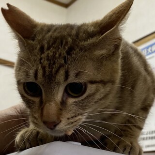 茶色系キジトラくん♡あぐりくん