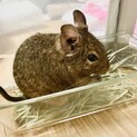 デグーの女の子里親さん募集です