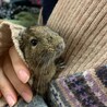 デグーの女の子里親さん募集です サムネイル2